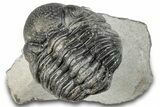 Curled Pedinopariops Trilobite - Mrakib, Morocco #287672-1